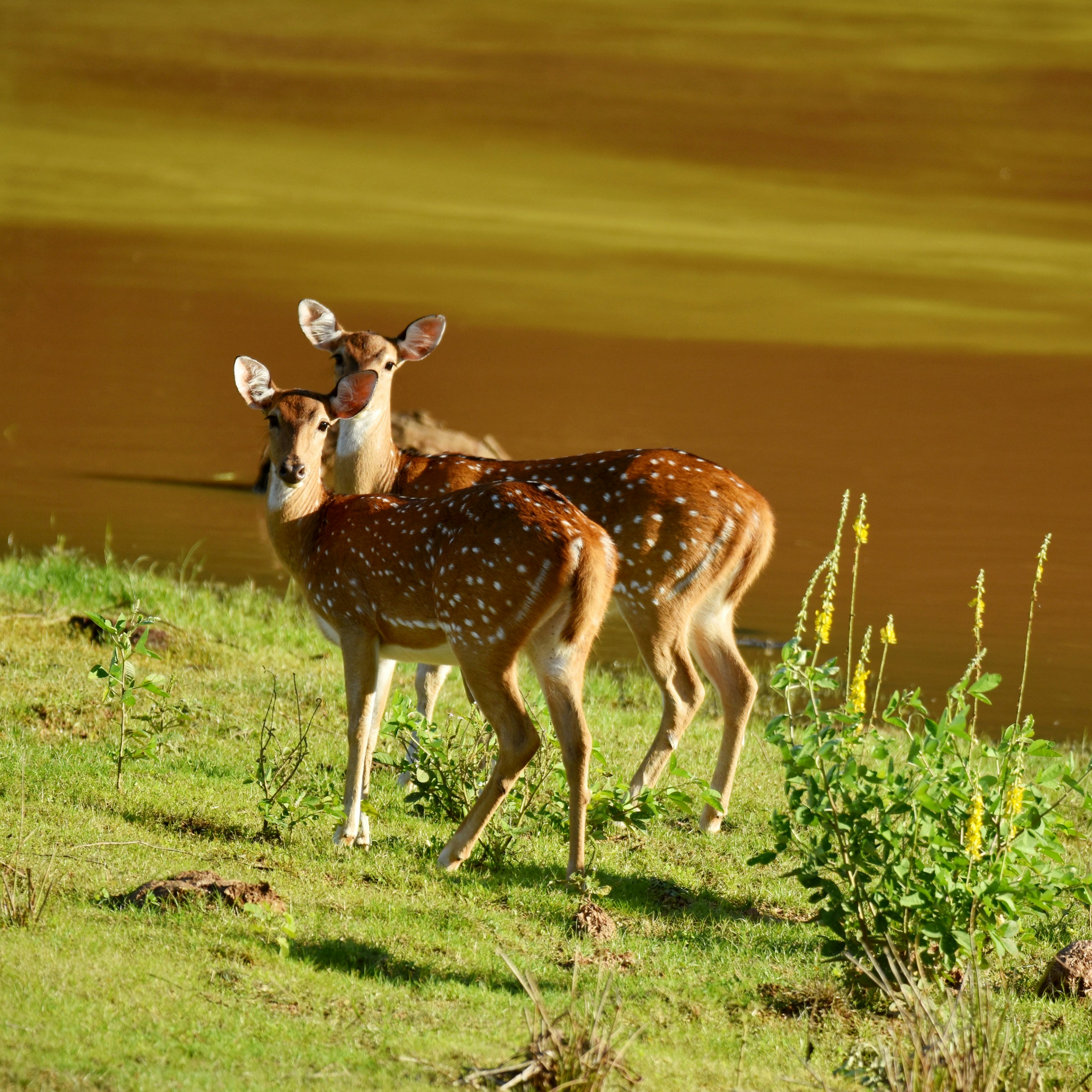 Sri Lanka Wildlife
