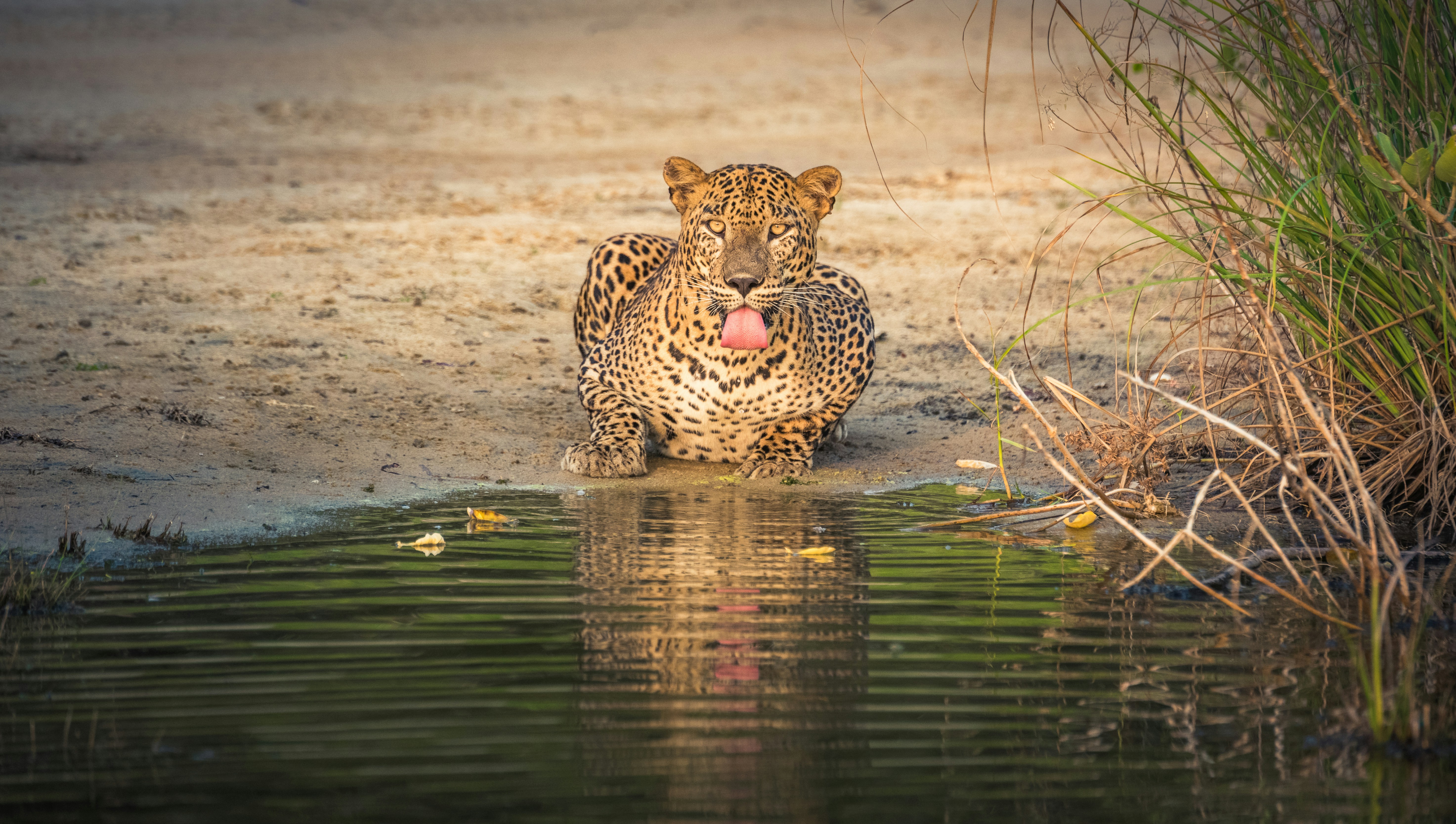 Leopard at Yala